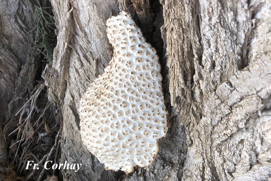 Agrocybe aegerita (Cyclocybe aegerita)